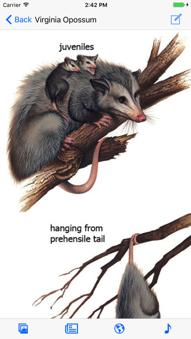 Emulate iPhone app Mammals of North America using MyAndroid Emulate iPhone app Mammals of North America using MyAndroid