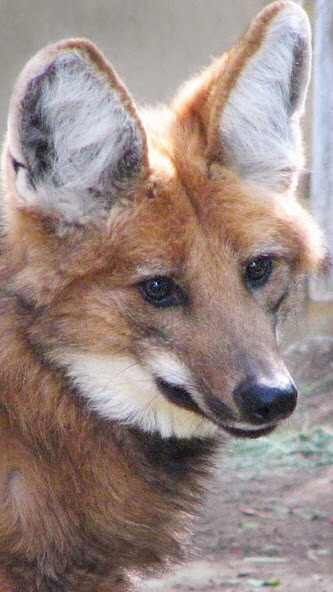 Run android online APK Maned wolf Wallpaper from MyAndroid or emulate Maned wolf Wallpaper using MyAndroid Run android online APK Maned wolf Wallpaper from MyAndroid or emulate Maned wolf Wallpaper using MyAndroid