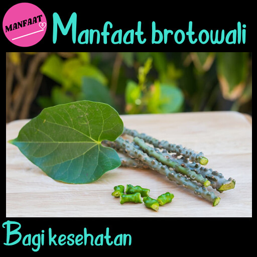 Run android online APK Manfaat Brotowali from MyAndroid or emulate Manfaat Brotowali using MyAndroid Run android online APK Manfaat Brotowali from MyAndroid or emulate Manfaat Brotowali using MyAndroid