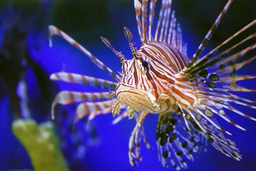 Run android online APK Marine Aquarium Fish Guide from MyAndroid or emulate Marine Aquarium Fish Guide using MyAndroid
