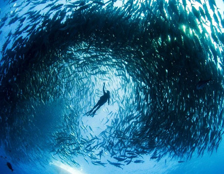 Run android online APK Marine Documentaries from MyAndroid or emulate Marine Documentaries using MyAndroid