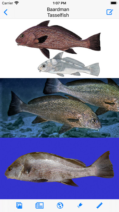 Run android online APK Marine Fish Guide from MyAndroid or emulate Marine Fish Guide using MyAndroid