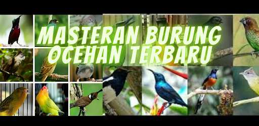 Run android online APK Masteran Burung Ocehan Terbaru from MyAndroid or emulate Masteran Burung Ocehan Terbaru using MyAndroid Run android online APK Masteran Burung Ocehan Terbaru from MyAndroid or emulate Masteran Burung Ocehan Terbaru using MyAndroid