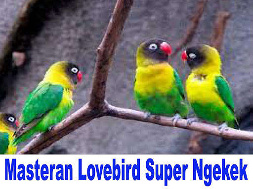 Run android online APK Masteran Lovebird Ngekek HD from MyAndroid or emulate Masteran Lovebird Ngekek HD using MyAndroid Run android online APK Masteran Lovebird Ngekek HD from MyAndroid or emulate Masteran Lovebird Ngekek HD using MyAndroid