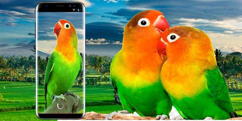 Emulate Android APK Masteran Lovebird - Suara Ngekek Panjang