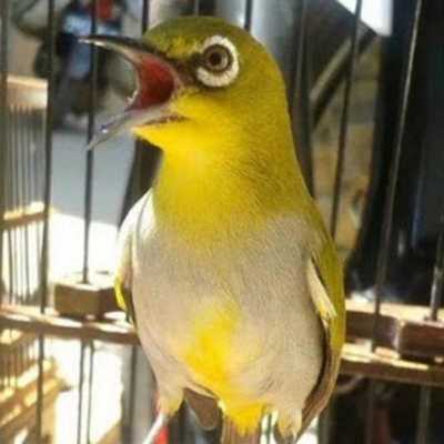 Emulate Android APK Masteran Pleci Gacor Juara Emulate Android APK Masteran Pleci Gacor Juara