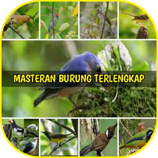 Run android online APK Master Burung Terlengkap from MyAndroid or emulate Master Burung Terlengkap using MyAndroid