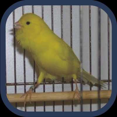 Emulate Android APK Master kenari jawara Offline