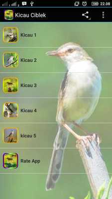Emulate Android APK MASTER KICAU CIBLEK NGEKEK Emulate Android APK MASTER KICAU CIBLEK NGEKEK