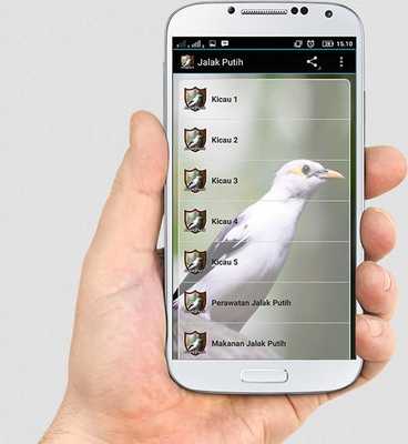 Emulate Android APK Master Kicau Jalak Putih