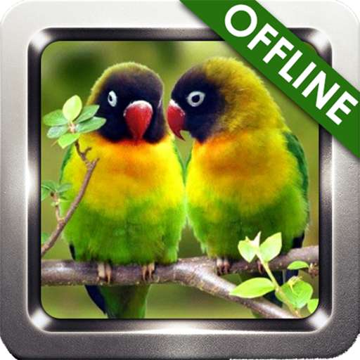 Emulate Android APK Master Kicau Lovebird lengkap Emulate Android APK Master Kicau Lovebird lengkap