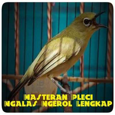 Emulate Android APK Master Pleci Ngalas Ngerol