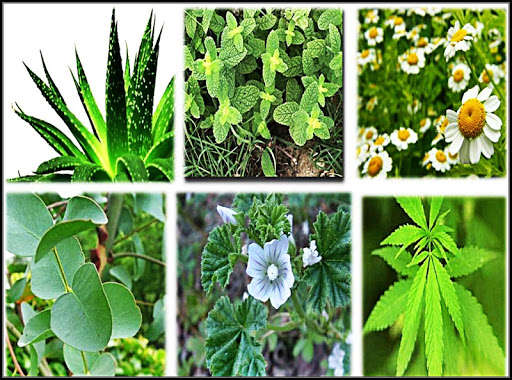 Run android online APK Medicinal plants and health from MyAndroid or emulate Medicinal plants and health using MyAndroid