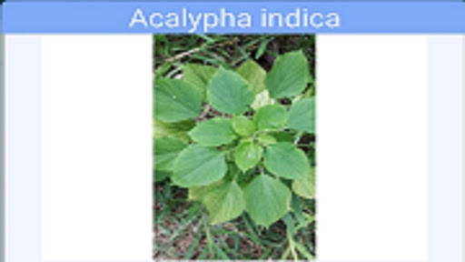 Run android online APK MedicPlant from MyAndroid or emulate MedicPlant using MyAndroid