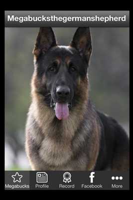Emulate Android APK Megabucks German Shepherd app Emulate Android APK Megabucks German Shepherd app