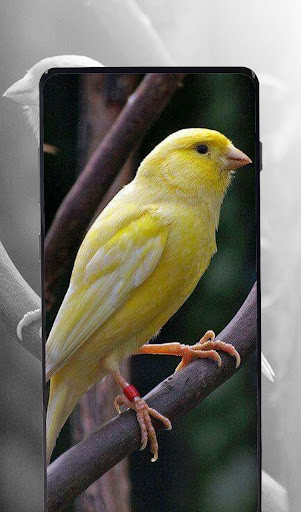 Run android online APK Meilleurs chants canaris from MyAndroid or emulate Meilleurs chants canaris using MyAndroid Run android online APK Meilleurs chants canaris from MyAndroid or emulate Meilleurs chants canaris using MyAndroid