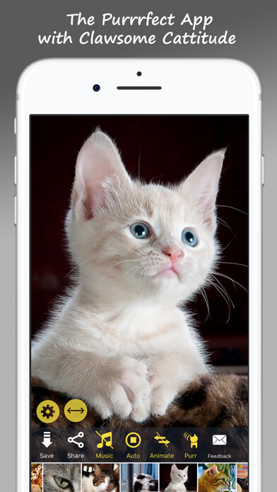 Emulate iPhone app MeowPix: Relaxing Cat Slideshow with Music using MyAndroid Emulate iPhone app MeowPix: Relaxing Cat Slideshow with Music using MyAndroid