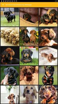 Emulate Android APK Miniature Dachshund Dog Wallpaper