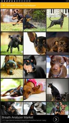 Emulate Android APK Miniature Pinscher Dog Wallpaper Emulate Android APK Miniature Pinscher Dog Wallpaper