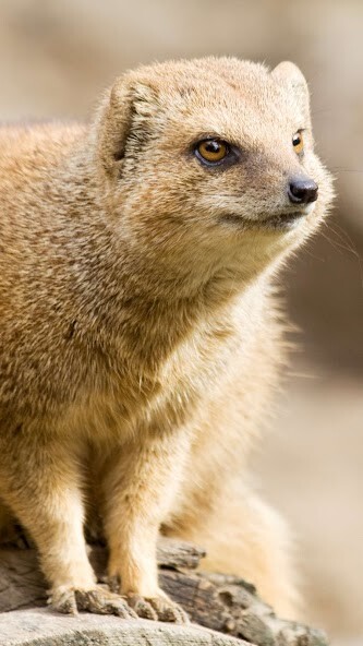 Run android online APK Mongoose Wallpaper from MyAndroid or emulate Mongoose Wallpaper using MyAndroid Run android online APK Mongoose Wallpaper from MyAndroid or emulate Mongoose Wallpaper using MyAndroid