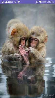 Emulate Android APK Monkey 4K Wallpaper Emulate Android APK Monkey 4K Wallpaper