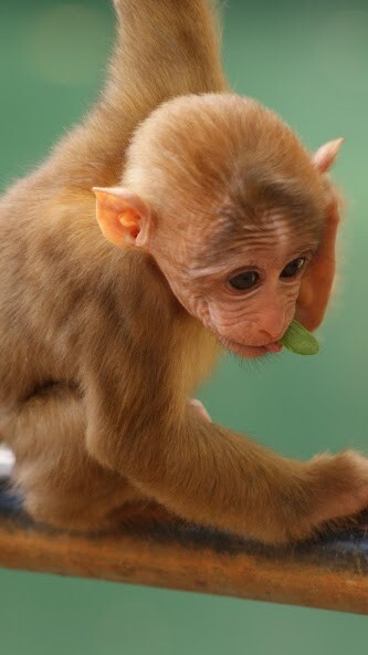 Run android online APK Monkey HD Wallpaper from MyAndroid or emulate Monkey HD Wallpaper using MyAndroid Run android online APK Monkey HD Wallpaper from MyAndroid or emulate Monkey HD Wallpaper using MyAndroid