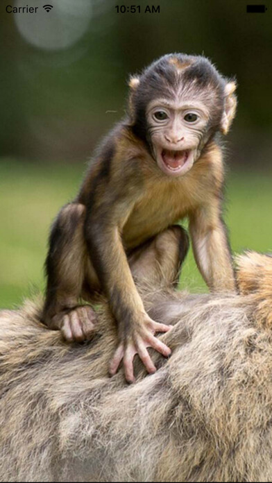 Emulate iPhone app Monkey Sounds - Funny Sounds for kid using MyAndroid Emulate iPhone app Monkey Sounds - Funny Sounds for kid using MyAndroid