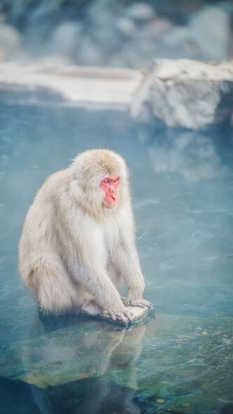 Run android online APK Monkey Wallpapers from MyAndroid or emulate Monkey Wallpapers using MyAndroid Run android online APK Monkey Wallpapers from MyAndroid or emulate Monkey Wallpapers using MyAndroid