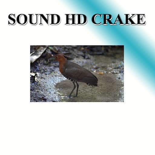 Emulate Android APK Monkfish sounds to birds. Emulate Android APK Monkfish sounds to birds.