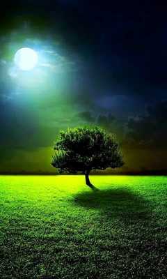 Emulate Android APK Moon  tree live wallpaper