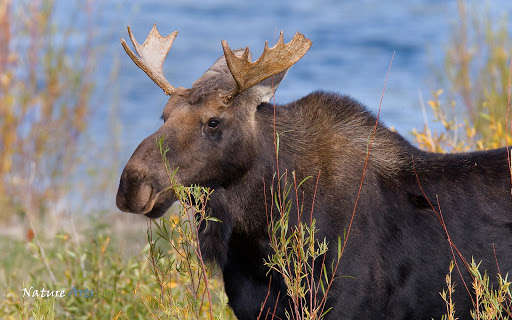 Run android online APK Moose Wallpapers from MyAndroid or emulate Moose Wallpapers using MyAndroid Run android online APK Moose Wallpapers from MyAndroid or emulate Moose Wallpapers using MyAndroid