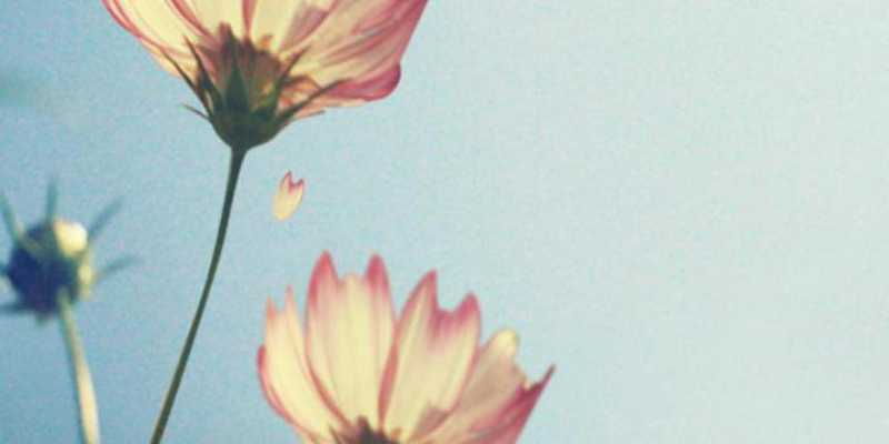 Emulate Android APK Morning Twilight Wallpaper Emulate Android APK Morning Twilight Wallpaper