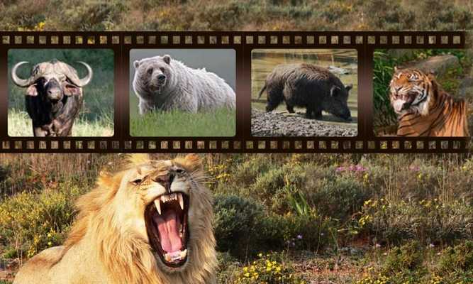 Emulate Android APK Most Dangerous Animals Sounds Emulate Android APK Most Dangerous Animals Sounds