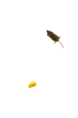 Run android online APK Mouse simulator: game for cat from MyAndroid or emulate Mouse simulator: game for cat using MyAndroid Run android online APK Mouse simulator: game for cat from MyAndroid or emulate Mouse simulator: game for cat using MyAndroid