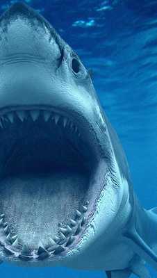 Emulate Android APK moving shark wallpaper Emulate Android APK moving shark wallpaper
