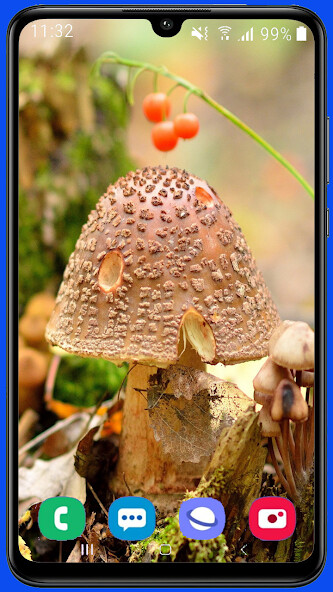 Run android online APK Mushroom HD Wallpaper from MyAndroid or emulate Mushroom HD Wallpaper using MyAndroid Run android online APK Mushroom HD Wallpaper from MyAndroid or emulate Mushroom HD Wallpaper using MyAndroid