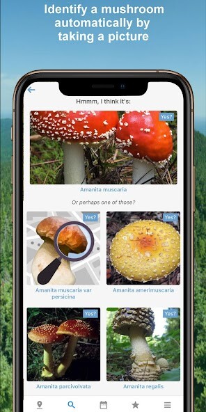 Run android online APK Mushroom Identify - Automatic picture recognition from MyAndroid or emulate Mushroom Identify - Automatic picture recognition using MyAndroid