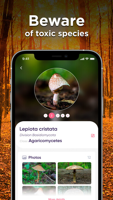 Emulate iPhone app Mushroom ID: Fungus Identifier using MyAndroid