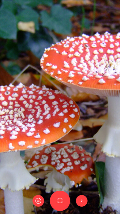 Emulate iPhone app Mushroom Scan using MyAndroid