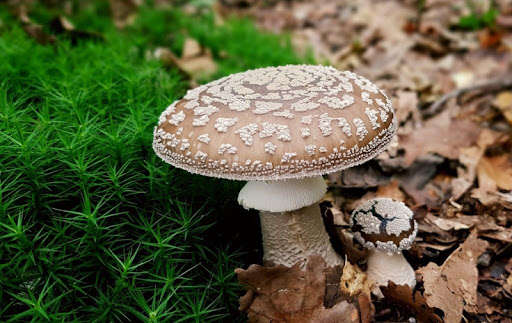 Emulate Android APK Mushroom Wallpapers Emulate Android APK Mushroom Wallpapers