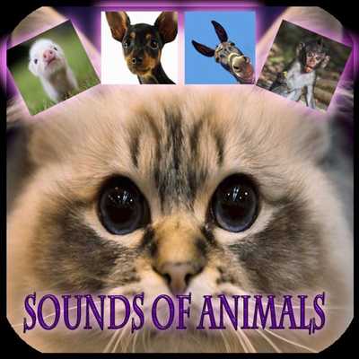 Emulate Android APK My favorite animals Emulate Android APK My favorite animals