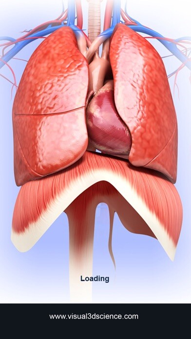 Emulate iPhone app My Respiratory System Anatomy using MyAndroid Emulate iPhone app My Respiratory System Anatomy using MyAndroid