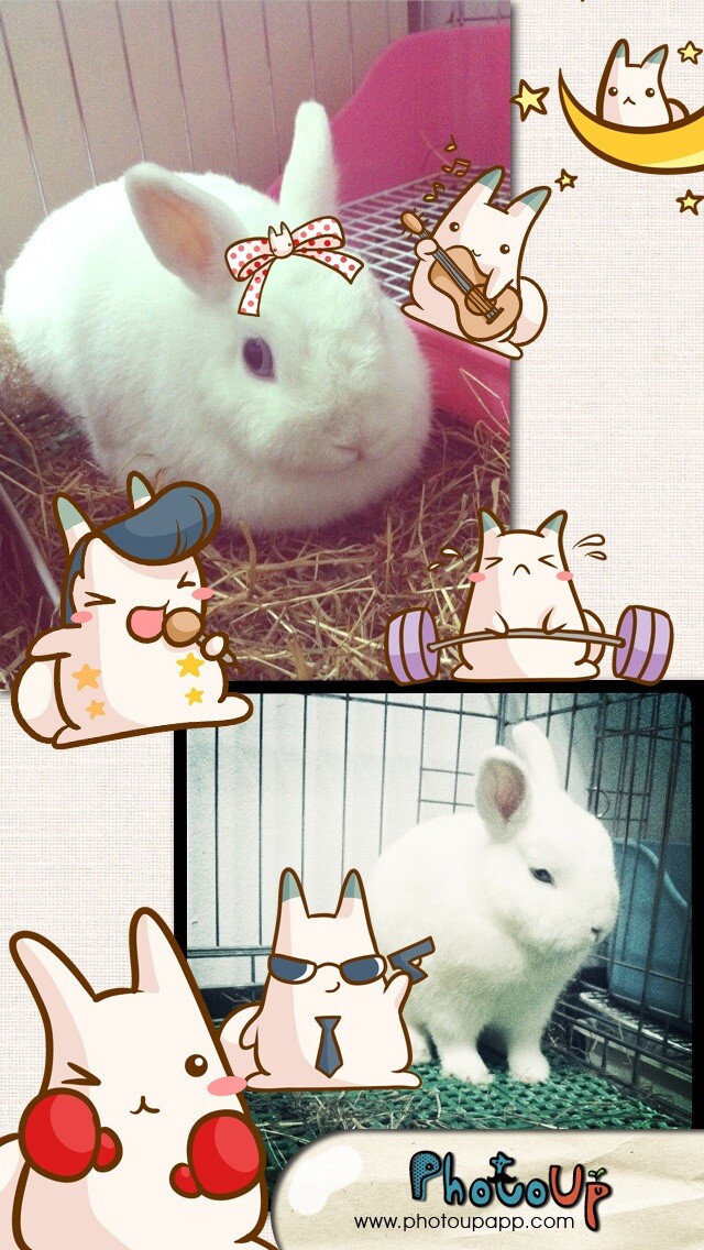 Emulate iPhone app Nabbit Cam by PhotoUp - Cute Rabbit Bunny Cat Stamps Photo Frame Filter Decoration App using MyAndroid Emulate iPhone app Nabbit Cam by PhotoUp - Cute Rabbit Bunny Cat Stamps Photo Frame Filter Decoration App using MyAndroid