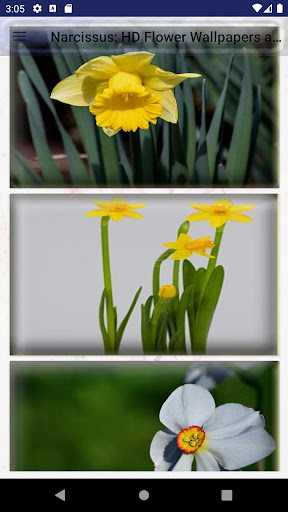 Run android online APK Narcissus: HD Flower Wallpapers and Backgrounds from MyAndroid or emulate Narcissus: HD Flower Wallpapers and Backgrounds using MyAndroid