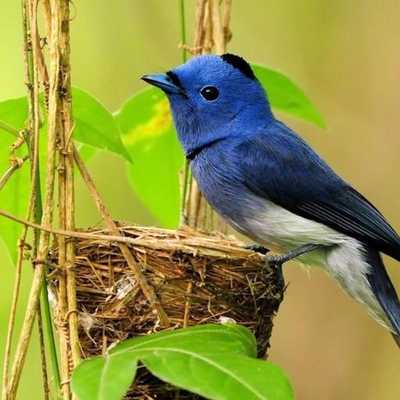 Emulate Android APK Natural Beauty Hd Wallpapers