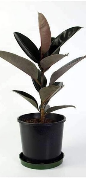 Run android online APK Natural Green nursery from MyAndroid or emulate Natural Green nursery using MyAndroid Run android online APK Natural Green nursery from MyAndroid or emulate Natural Green nursery using MyAndroid