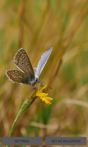 Run android online APK Nature Butterfly Live Wallpaper from MyAndroid or emulate Nature Butterfly Live Wallpaper using MyAndroid Run android online APK Nature Butterfly Live Wallpaper from MyAndroid or emulate Nature Butterfly Live Wallpaper using MyAndroid