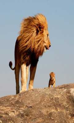 Emulate Android APK Nature Lion Wallpaper Emulate Android APK Nature Lion Wallpaper