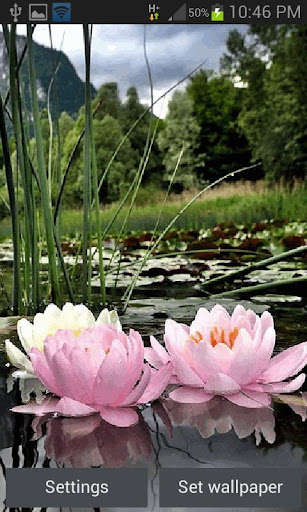 Run android online APK Nature Lotus Flower LWP from MyAndroid or emulate Nature Lotus Flower LWP using MyAndroid