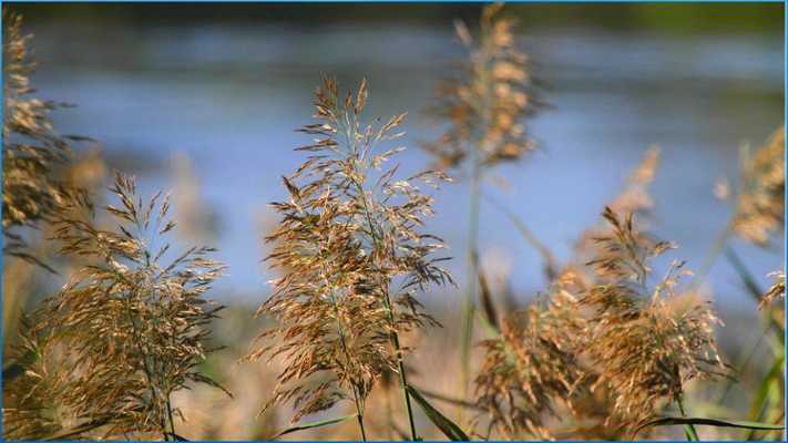 Emulate Android APK Nature Nice Wallpapers